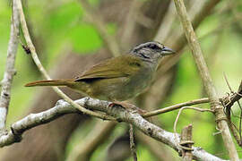 Green-backed Sparrow