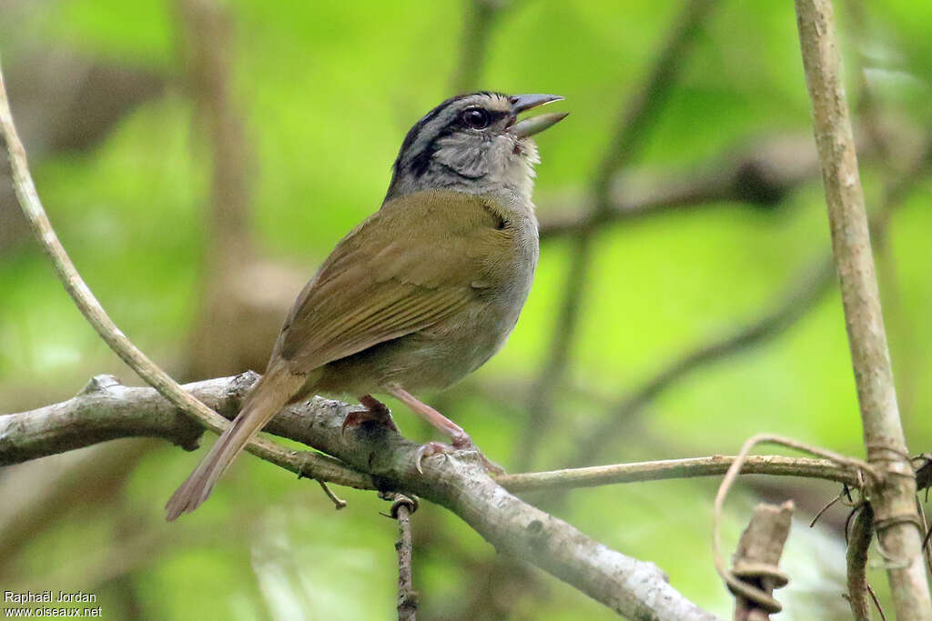 Green-backed Sparrowadult, song