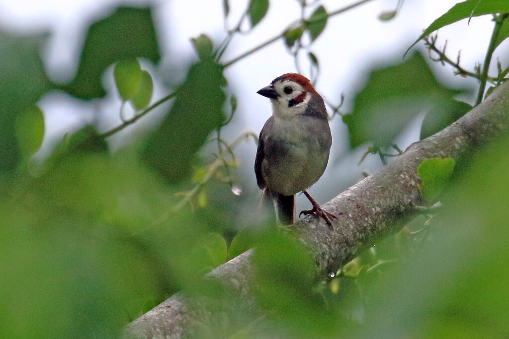 Prevost's Ground Sparrowadult