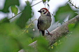 Prevost's Ground Sparrow