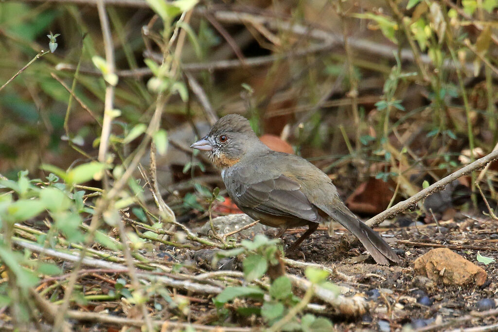 White-throated Towhee