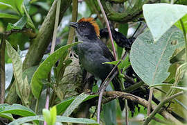 Cuzco Brushfinch