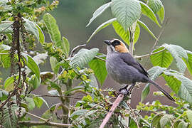 Black-spectacled Brushfinch