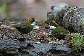 Chestnut-capped Brushfinch