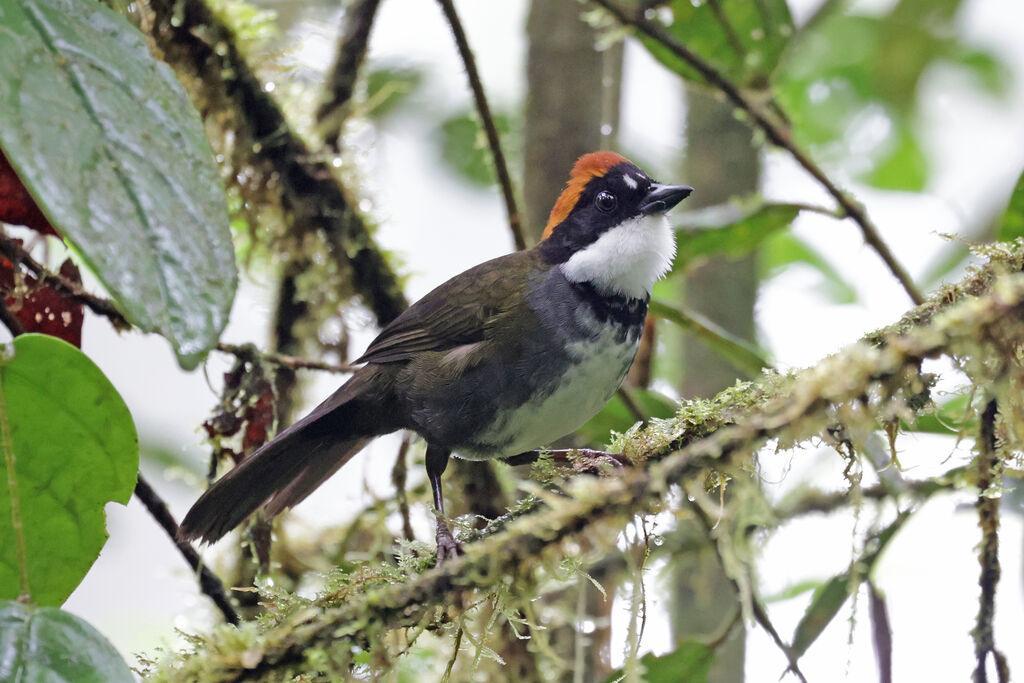 Chestnut-capped Brushfinch