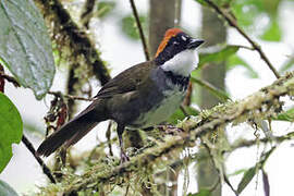 Chestnut-capped Brushfinch