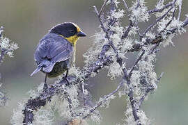 Pale-naped Brushfinch