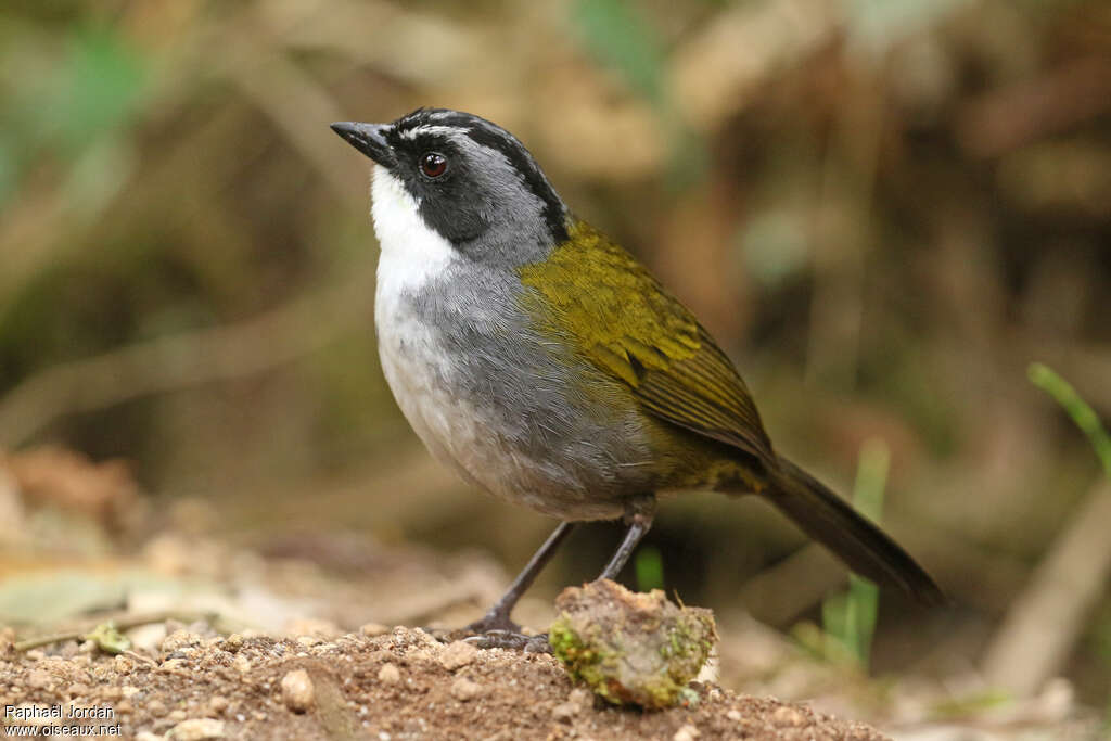 Grey-browed Brushfinchadult, identification