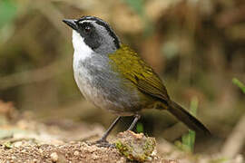 Grey-browed Brushfinch