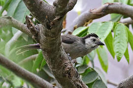 White-headed Brushfinch