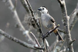 White-headed Brushfinch