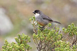 Rusty-bellied Brushfinch