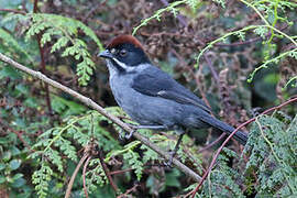 Slaty Brushfinch