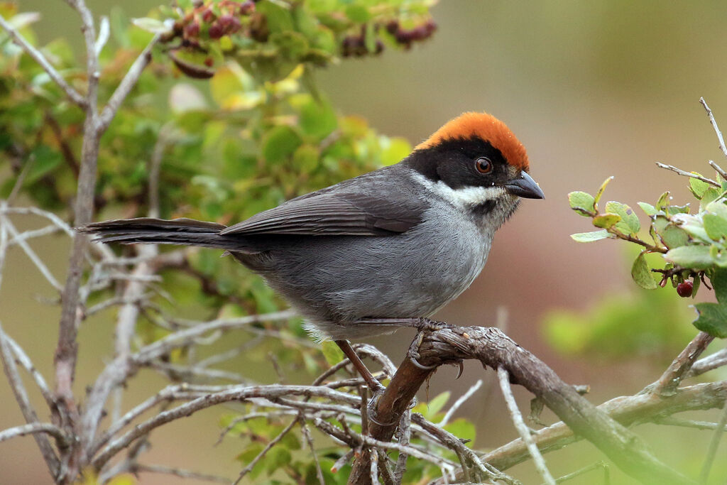 Slaty Brushfinchadult