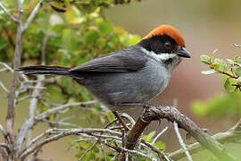 Slaty Brushfinch