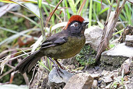 White-rimmed Brushfinch