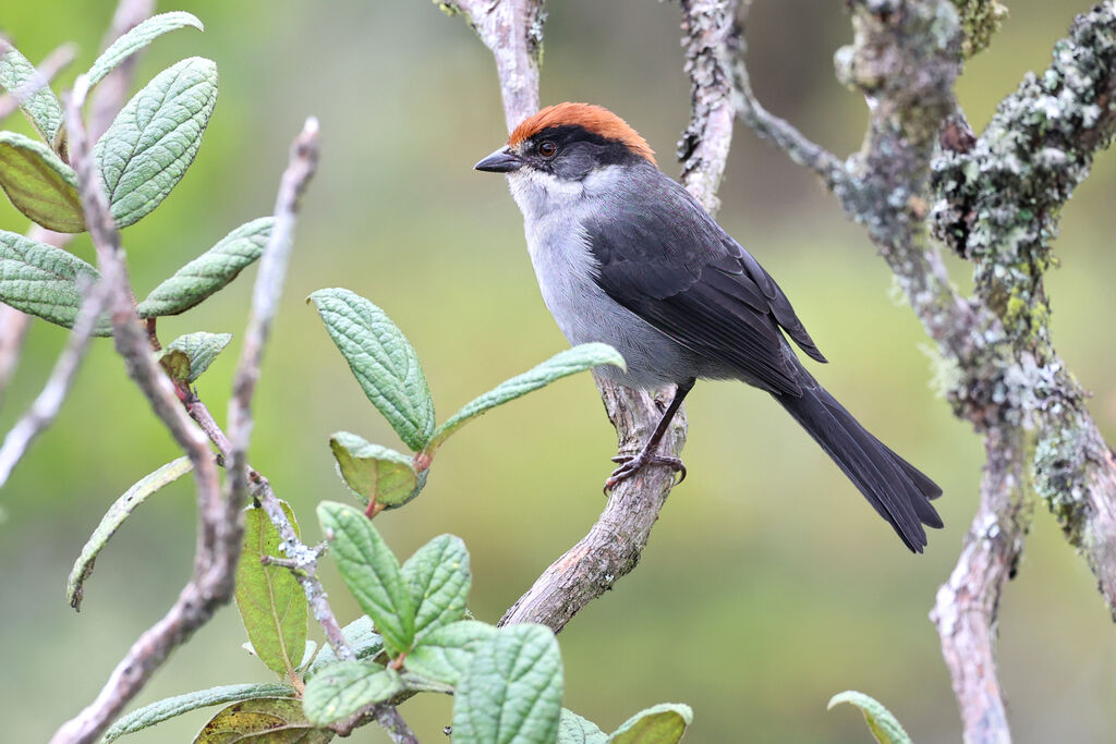 Antioquia Brushfinch