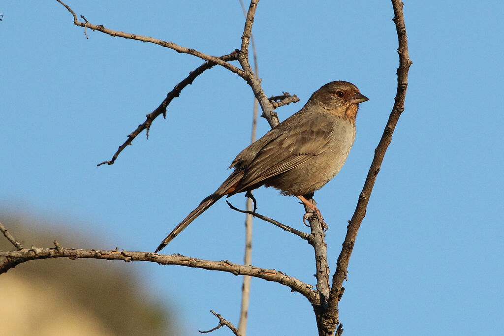 California Towheeadult