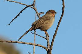 California Towhee