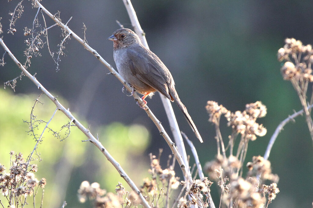 California Towheeadult