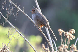 California Towhee