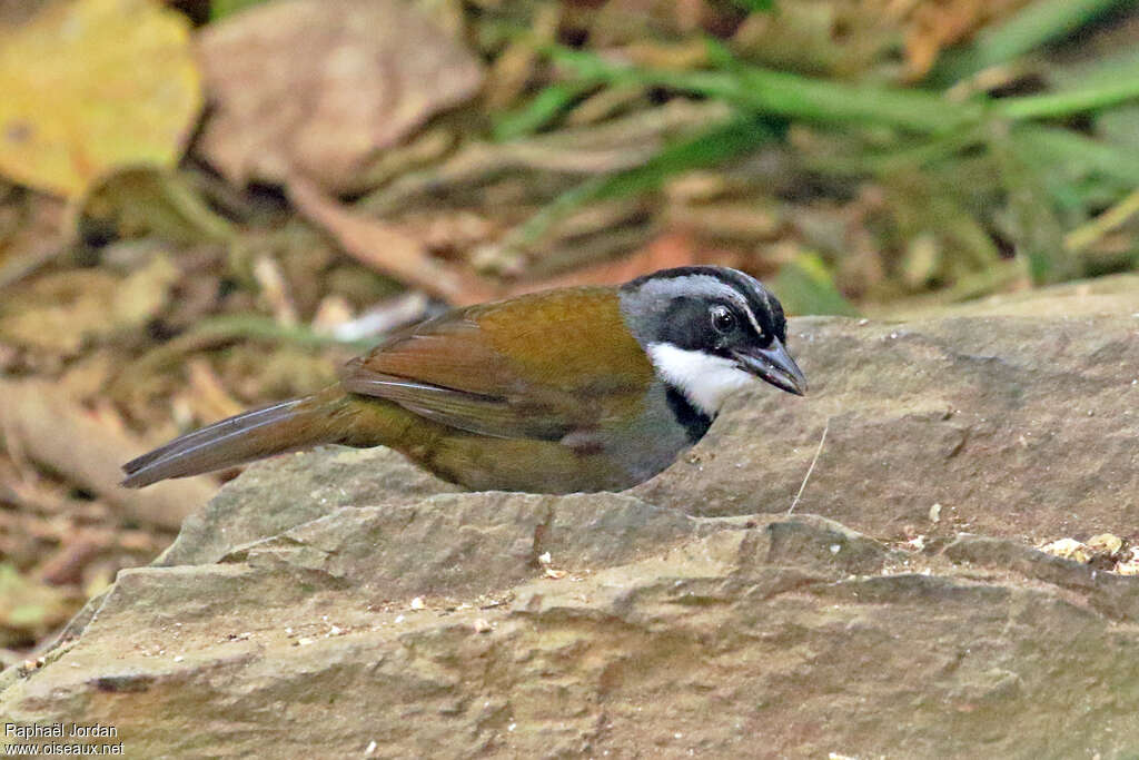 Sierra Nevada Brushfinchadult, identification