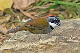 Sierra Nevada Brushfinch