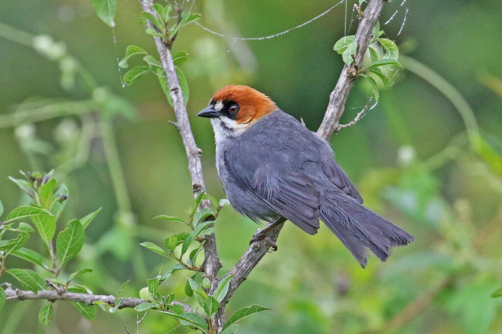 Apurimac Brushfinchadult breeding