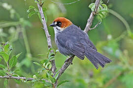 Apurimac Brushfinch