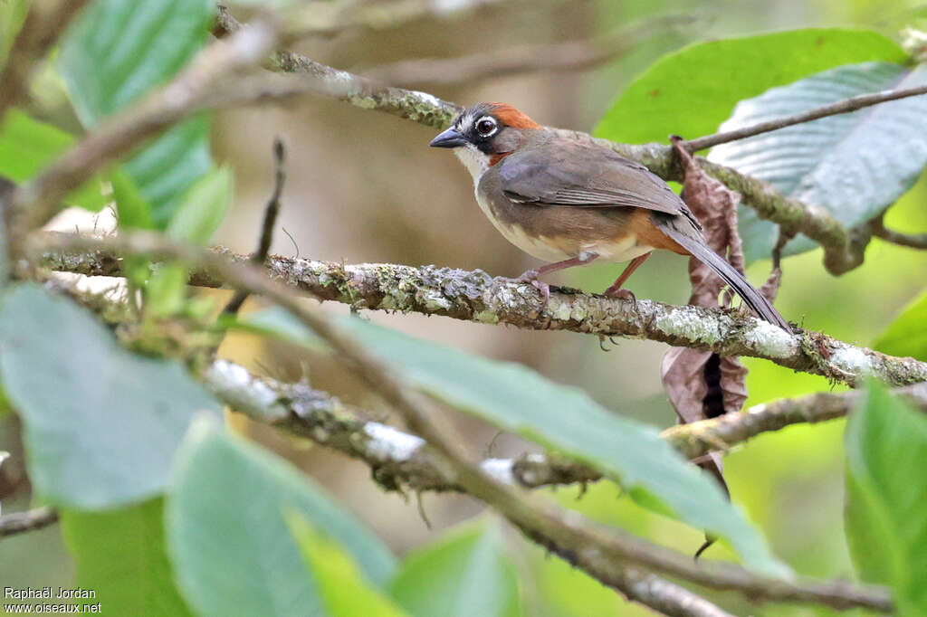 Rusty-crowned Ground Sparrow