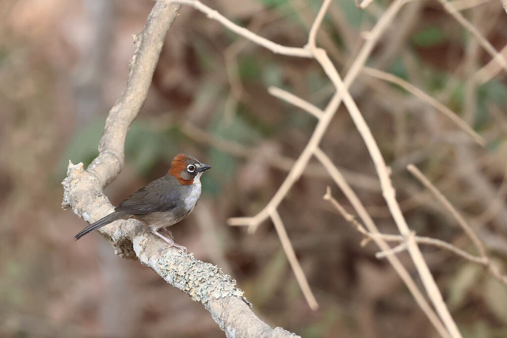 Rusty-crowned Ground Sparrow