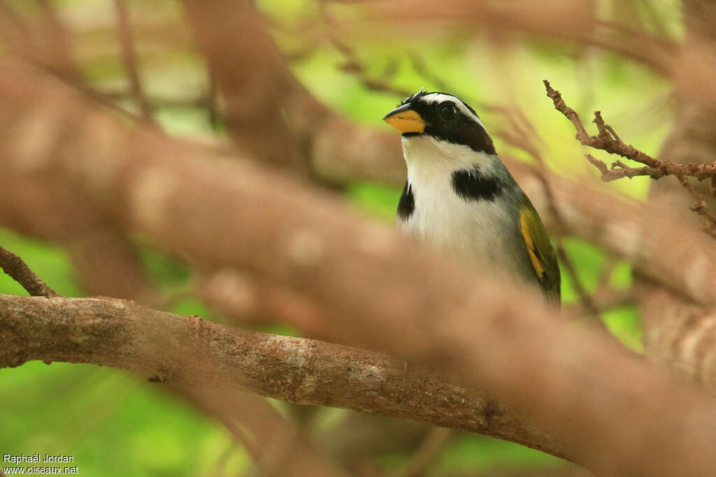 Sao Francisco Sparrowadult, close-up portrait