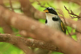 Sao Francisco Sparrow