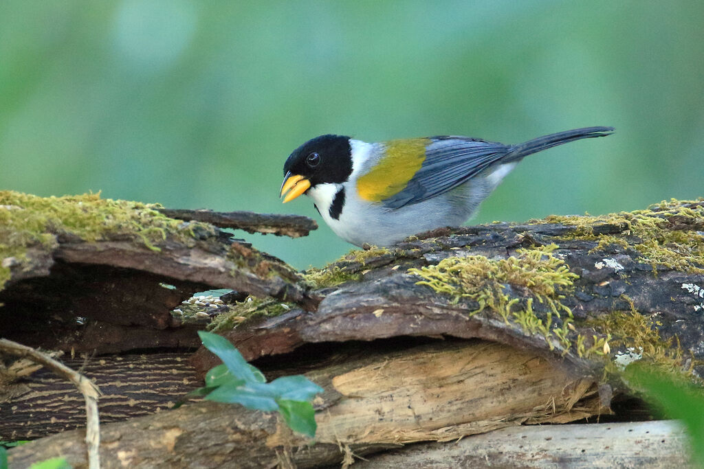 Golden-winged Sparrowadult