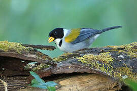 Golden-winged Sparrow