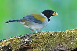 Golden-winged Sparrow