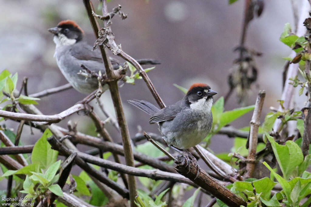 Tohi de Seebohmadulte, identification