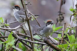 Bay-crowned Brushfinch