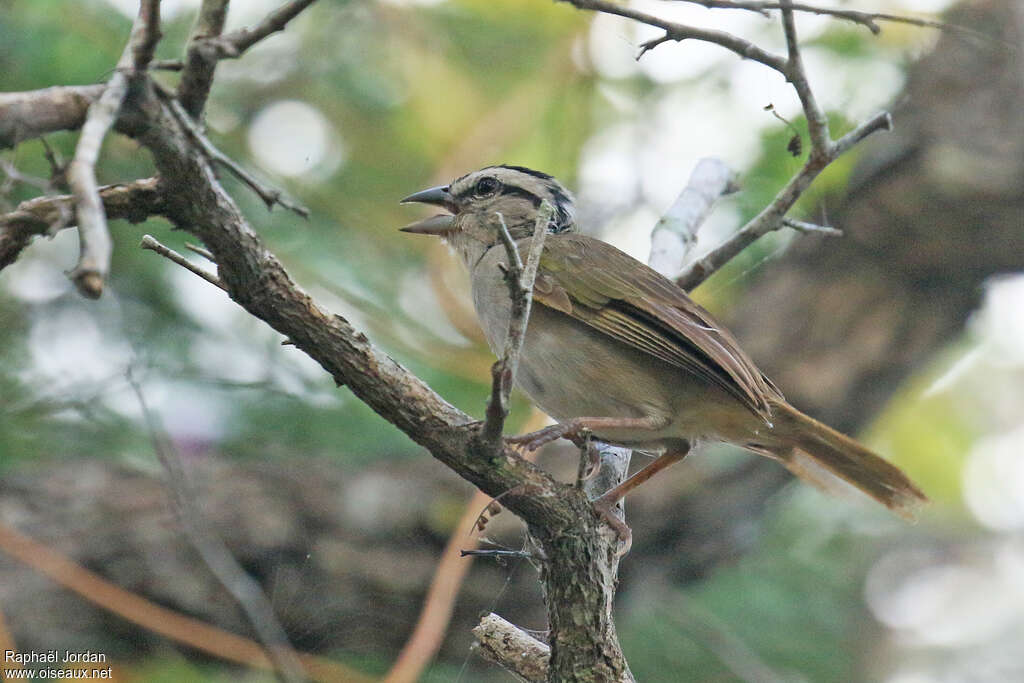 Tohi de Tocuyoadulte, identification, chant