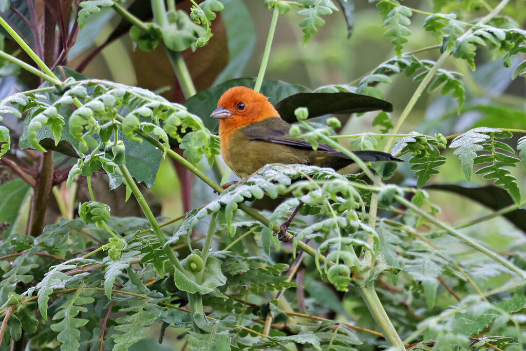 Ochre-breasted Brushfinchadult