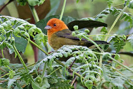 Ochre-breasted Brushfinch