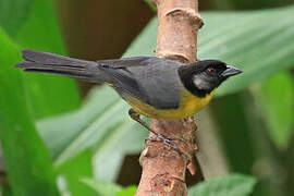 Santa Marta Brushfinch