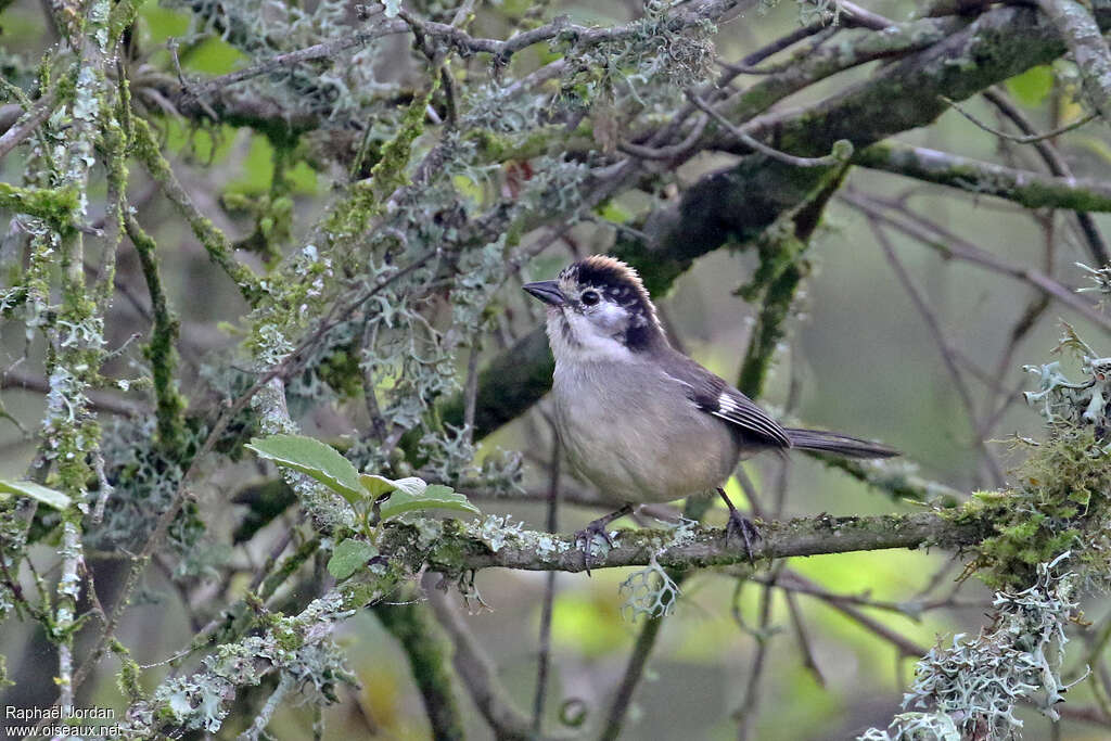 White-winged Brushfinchadult, identification