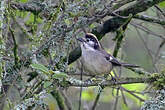 Tohi leucoptère