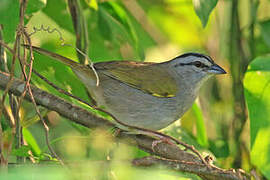 Black-striped Sparrow