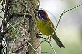 Moustached Brushfinch