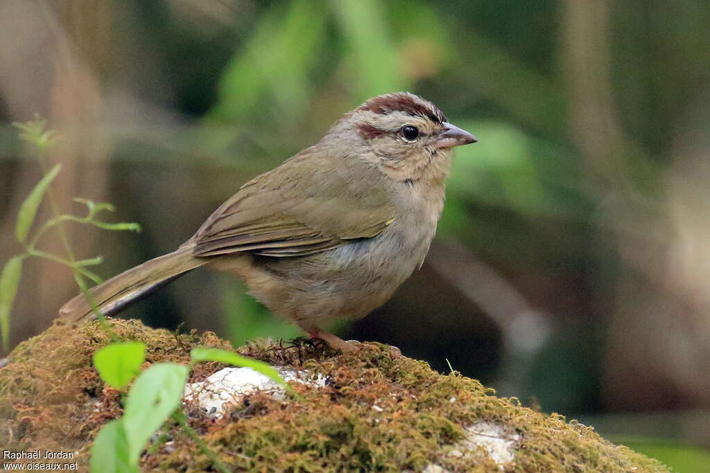 Olive Sparrowadult, identification