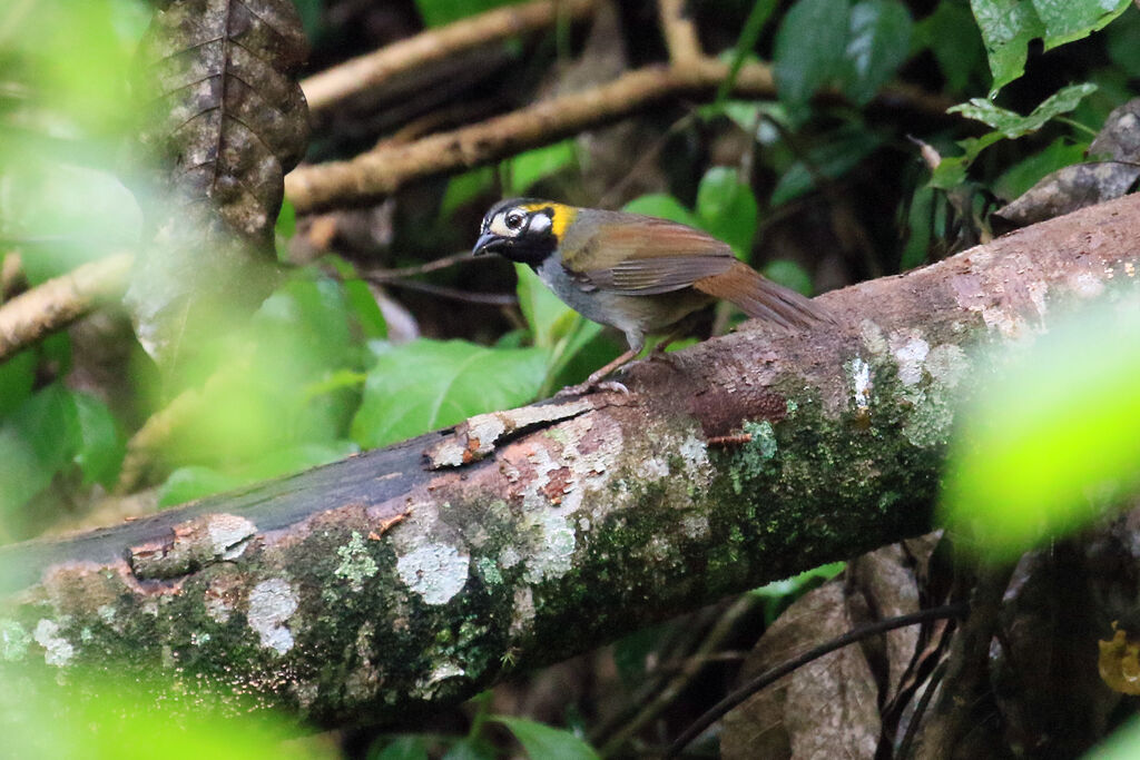 White-eared Ground Sparrowadult