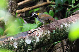 White-eared Ground Sparrow