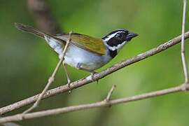 Pectoral Sparrow